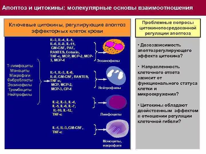 Клетки мишени цитокинов. Цитокины и апоптоз. Цитокины моноцитов. Молекулярные основы апоптоза. Содержит ферменты осуществляющие апоптоз