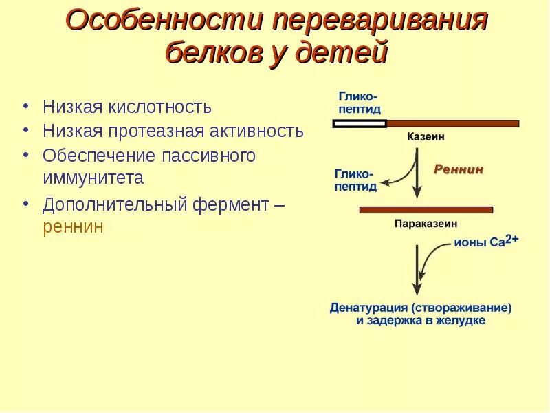 Белки активаторы и белки ингибиторы презентация