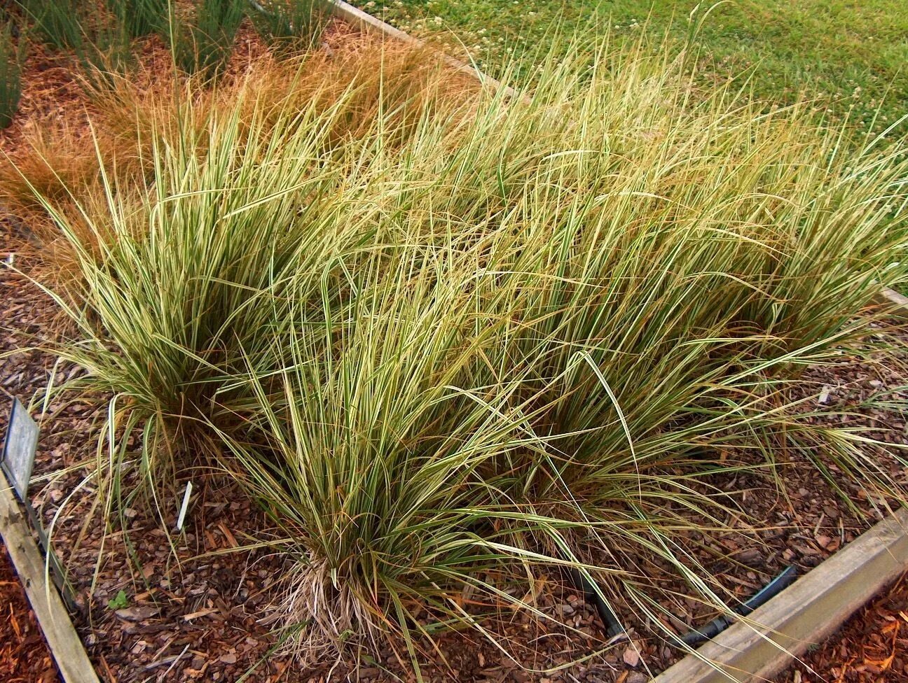 Вейник остроцветковый Overdam. Вейник остроцветковый (Calamagrostis acutiflora 'Karl Foerster'). Войник остро цветковый Овердам. Вейник остроцветковый Овердам (с2). Вейник овердам