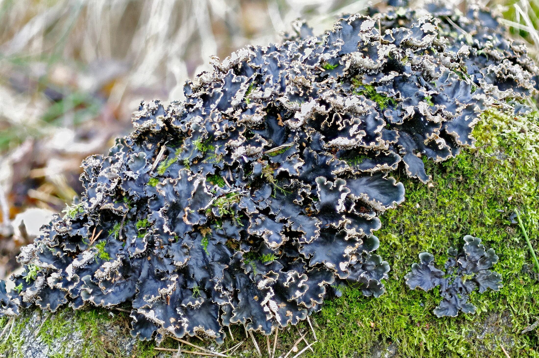 На какой стороне растет лишайник. Peltigera Canina лишайник. Лишайник Peltigera polydactylon. Peltigera horizontalis. Пельтигера собачья Peltigera Canina.