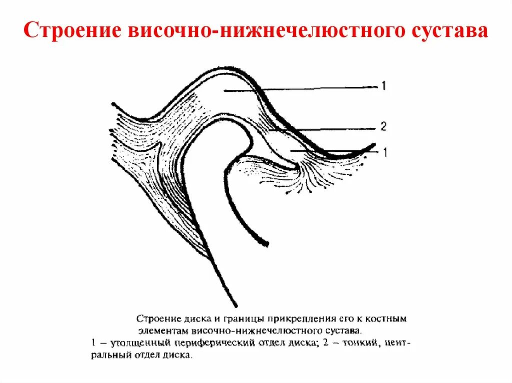 Сустав суставного бугорка. Синовиальная мембрана височно нижнечелюстного сустава. связки внчс анатомия. суставные связки внчс. нижнечелюстной сустав анатомия схематично.