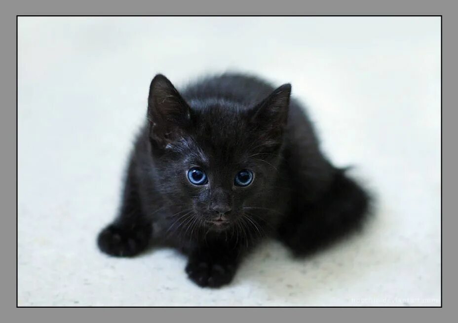 Черный котенок. Чёрный котёнок с голубыми глазами. Маленький черный котенок. Черный кот с голубыми глазами. Какие черные котята есть