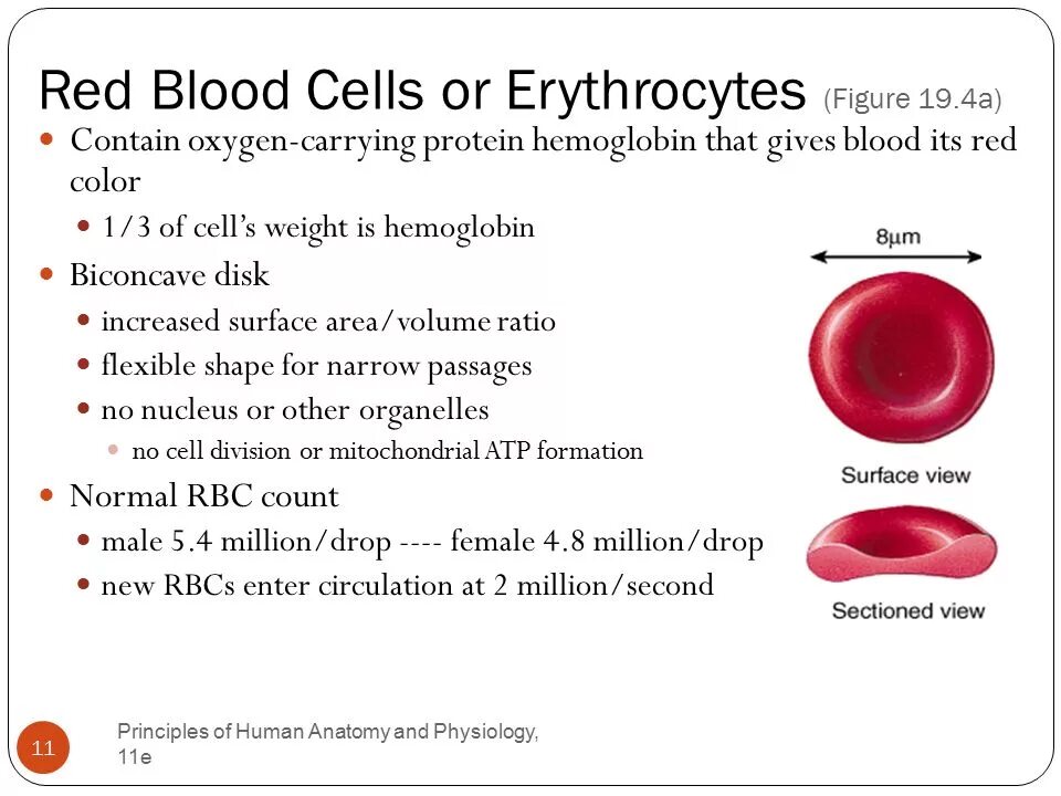 Red Blood Cells function. Red Blood Cell structure. Red Blood Cell and hemoglobin. Hemoglobin functions.