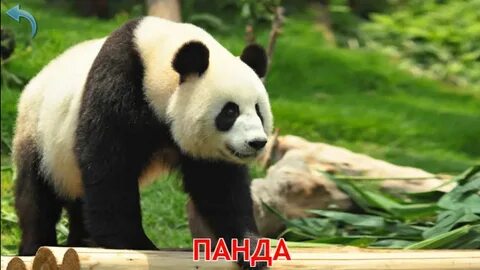 Картинка полного животного