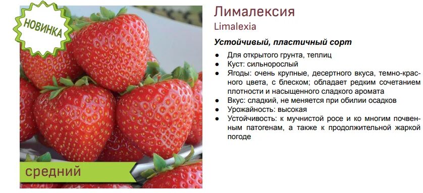 Клубника лималексия описание сорта фото отзывы