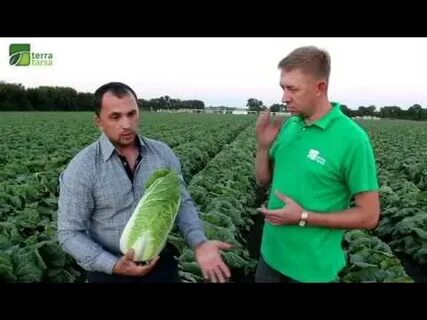 Подкормка пекинской капусты