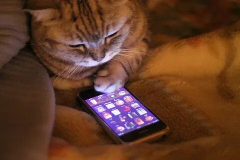 Телефон для котиков