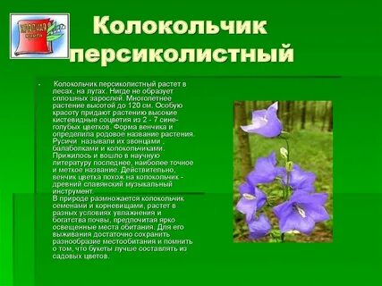 Текст описание колокольчика