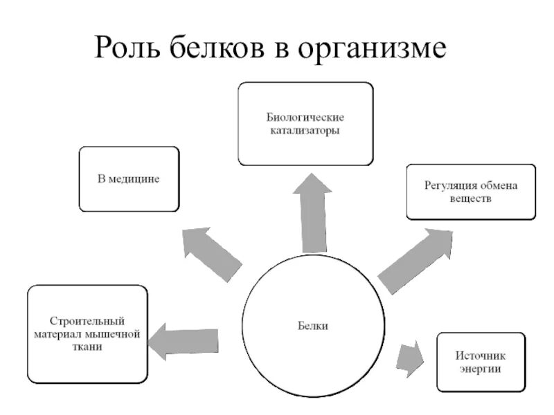 Биологическая роль белков в организме. Белки роль в организме человека кратко. Роль белков в живом организме. Биологическая роль белков в организме человека. Роль белка в организме человека кратко.