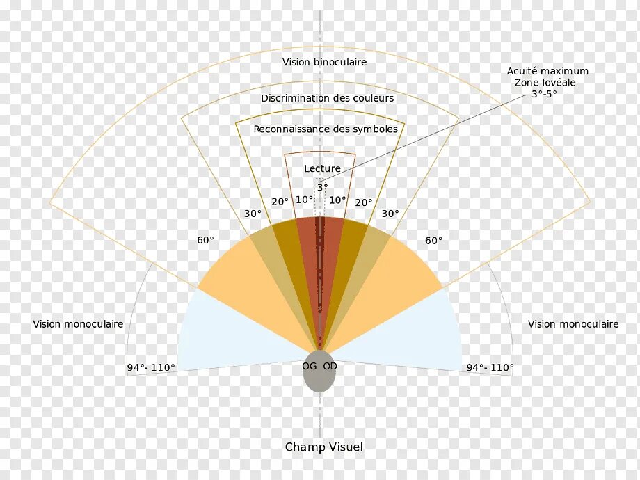 Визуальное поле. Угловые градусы зрительного поля. Угол периферийного зрения. Угол обзора зрения человека. Угол охвата зрения человека.