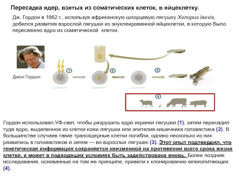 Метод пересадки ядер. Пересадка ядер соматических клеток. Метод пересадки ядер соматических клеток. Опыты Гердона по пересадке ядер. Метод пересадки ядер соматических клеток в яйцеклетки.