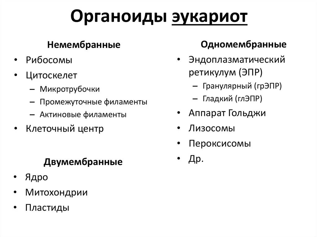 Прокариоты строение функции. Перечислите органоиды эукариотической клетки. Функции органелл эукариотических клеток. Мембранные и немембранные органоиды клетки. Мембранные органоиды клетки эукариот.