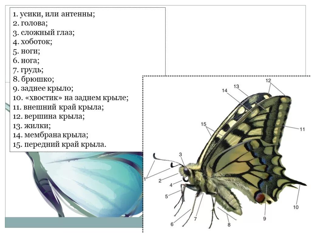 2 головы 2 руки 6 ног. Две головы две руки и шесть ног а в ходьбе только четыре. Шесть ног 2 головы один хвост. 2 головы 4 глаза 6 ног. 6 ног 2 головы 1 хвост.
