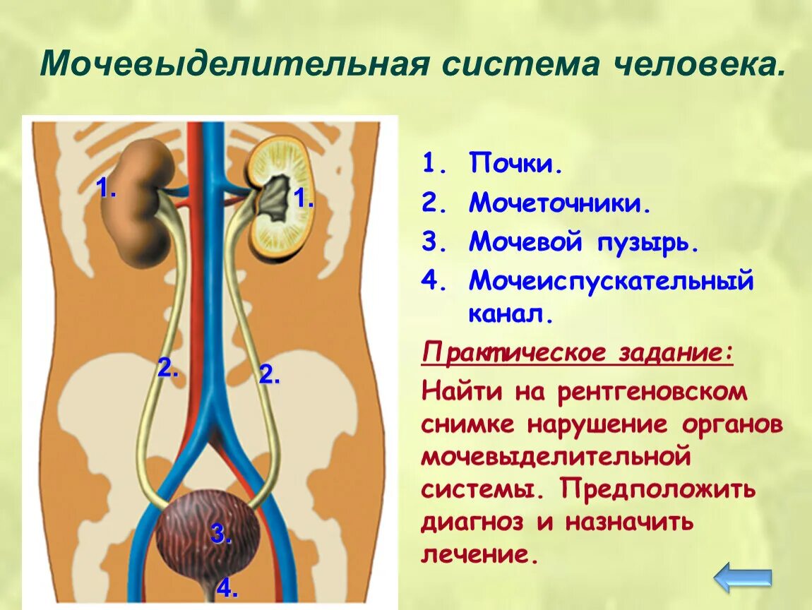 Мочевыделительная система анатомия человека схема. Строение мочевыделительной системы. Мочевыделительная сис. Почки и мочевыделительная система.