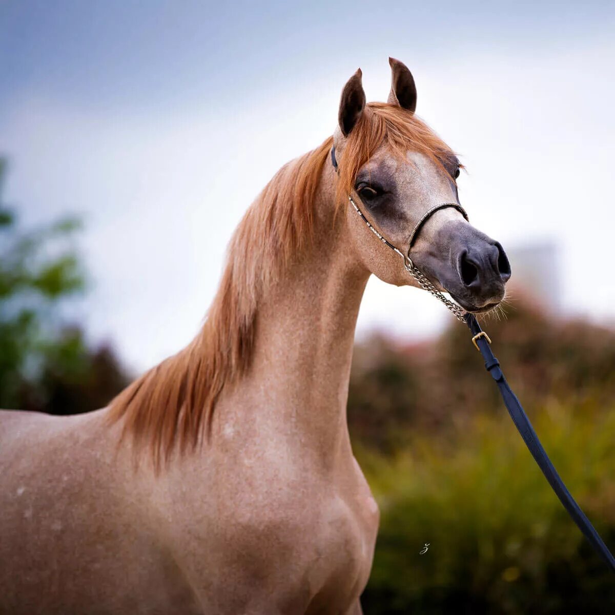 Арабская лошадь (арабская чистокровная лошадь). Арабский скакун рыжей масти. Арабская чистокровная лошадь. Арабская Скаковая порода лошадей. Арабская лошадь купить