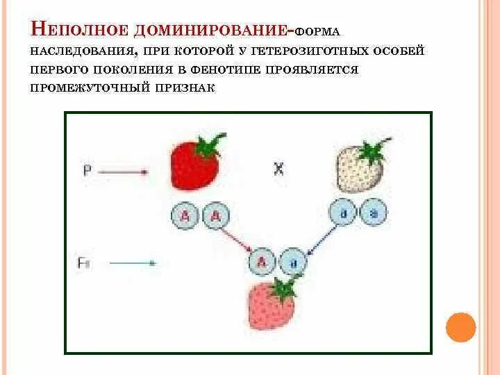 Схема наследования признаков при неполном. Промежуточное наследование признаков задачи. Наследование признаков при полном и неполном доминировании. Неполное доминирование схема. Принцип неполного доминирования