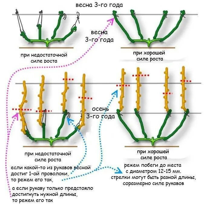 Схема формировки виноградного куста. Схема правильной обрезки винограда осенью. Схема обрезки винограда летом правильно. Подрезка винограда весной схема.