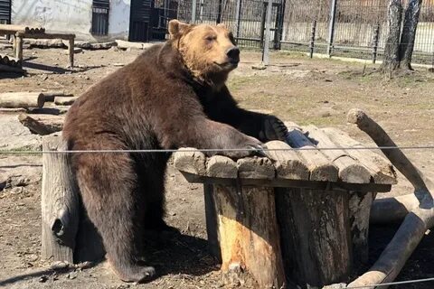 Животные пензы