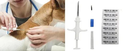 Зачем чипируют собак