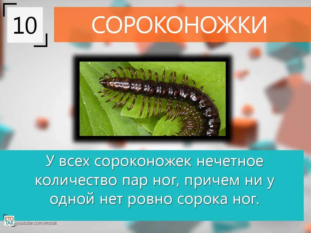 Сколько голов у сороконожки. Сороконожки. сороконожка интересные факты. факты о сороконожках. удивительные факты о сороконожек.