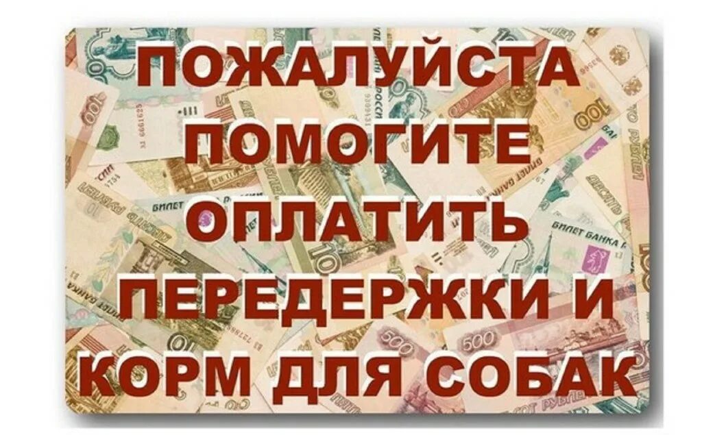 Поможешь оплатить. Помогите оплатить лекарства. Поможешь оплатить. Помогите оплатить передержку. Помогите пожалуйста оплатить передержку.