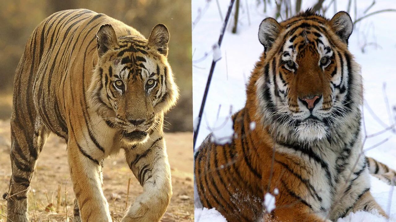 Амурский и бенгальский тигр. Амурский тигр и бенгальский тигр. Бенгальский тигр и Амурский тигр разница. Уссурийский тигр и Африканский тигр.