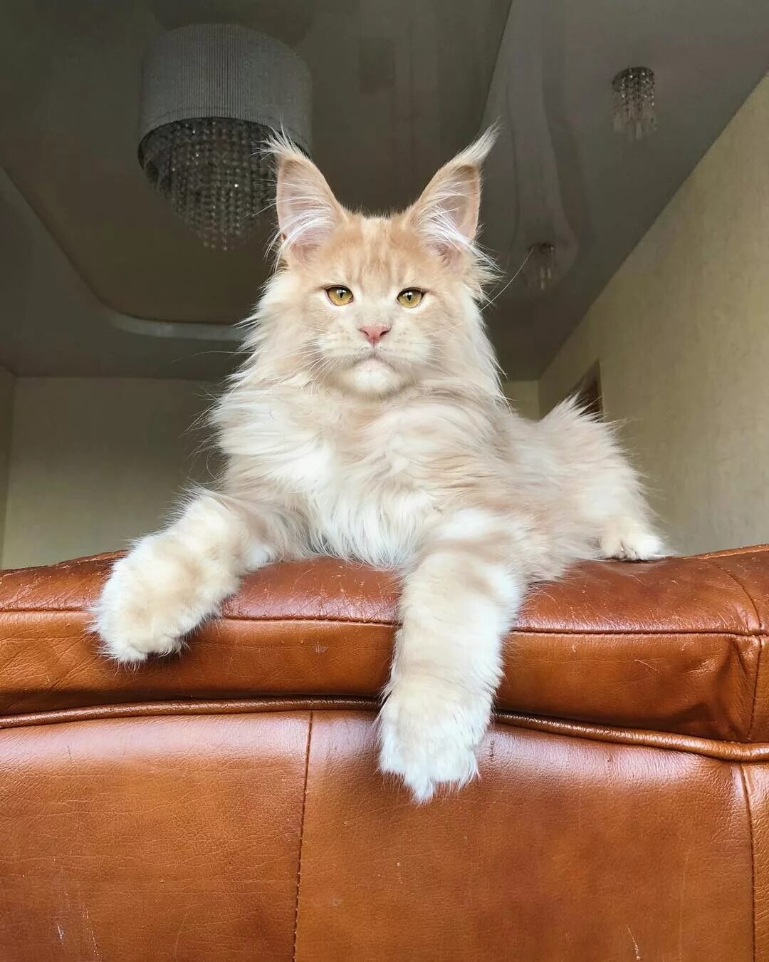 Самый лучший мейн кун. Саванна и мейн кун. кошка мейн кун. кот мейн кун бежевый. мейн кун светлый.