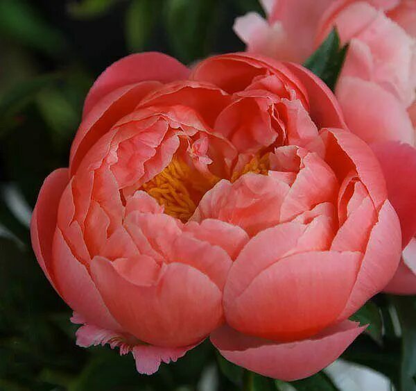 Пион coral sunset. Пион coral charm. Пион корал шарм. Пион молочноцветковый coral charm. Пион гибридный coral charm.