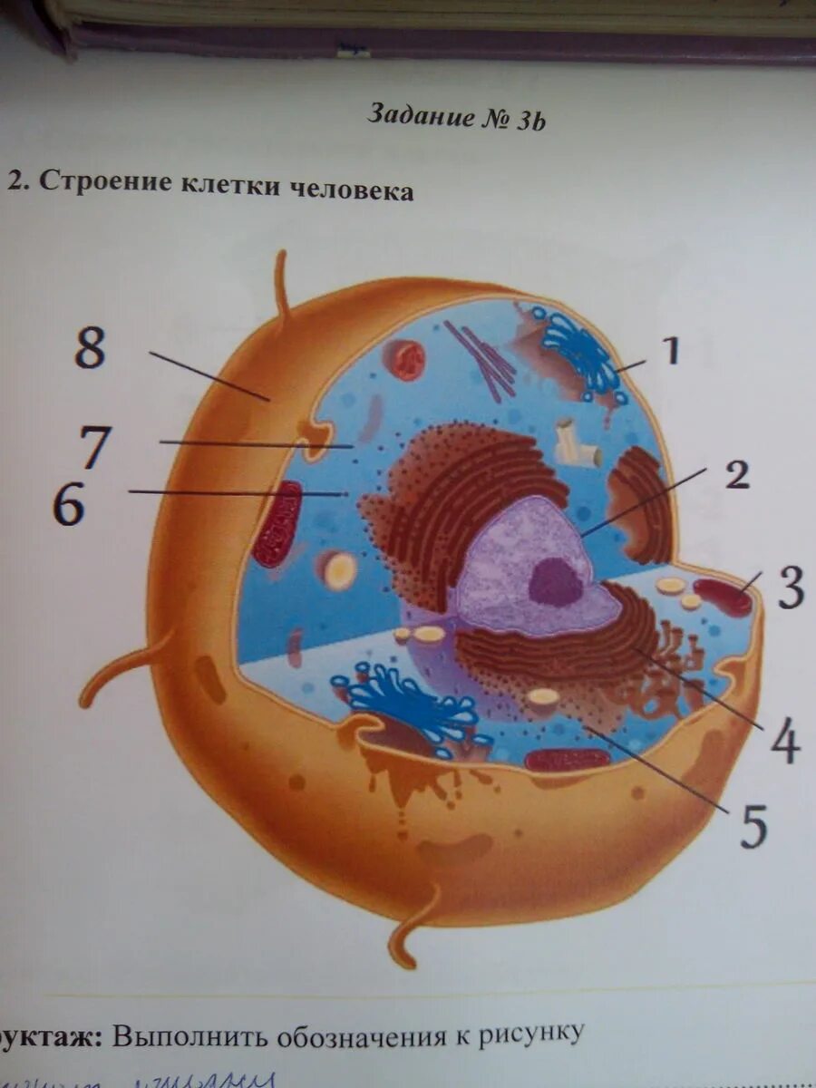 Клетка человека изображение. Клетка человека биология 8. Строение клетки. Строение человеческой клетки. Строение клетки челрвек.