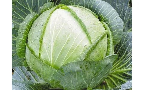 Капуста корелле