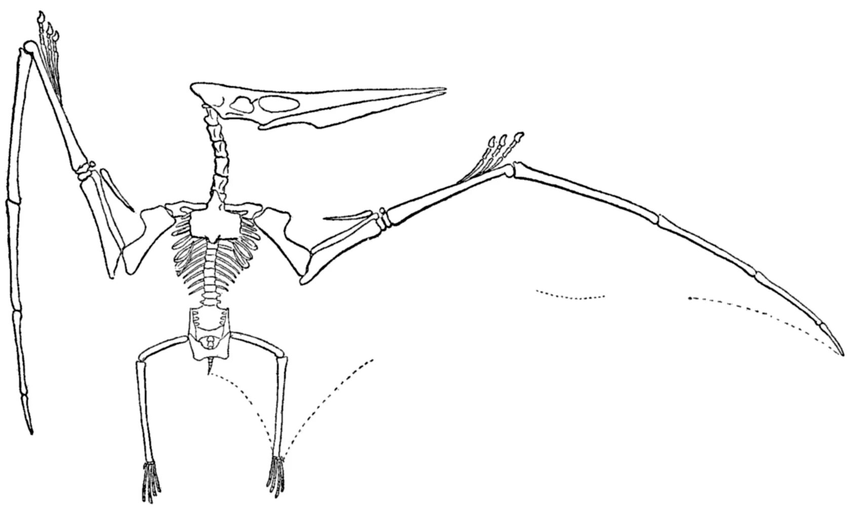 Птеранадон. Скелет Птерозавра. Скелет птеродактиля. Птеранодон скелет. Птеранодон турок 2008.