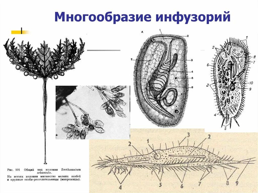 Отряд брюхоресничные инфузории. Равноресничные инфузории. Систематика инфузорий. Колониальные инфузории.