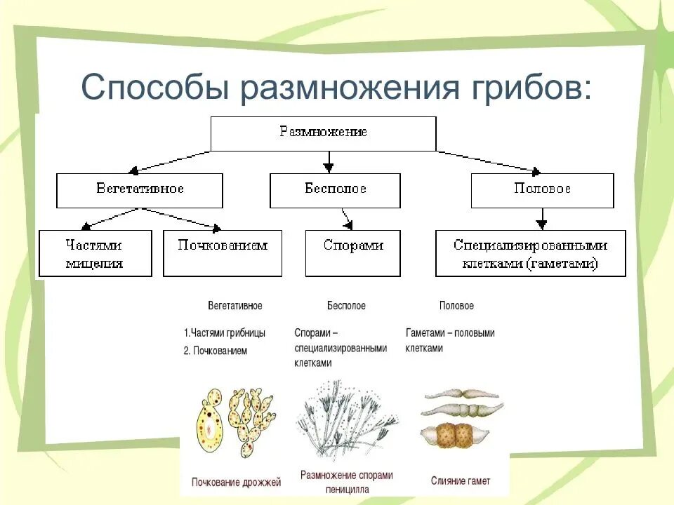 Размножение растений 6 класс тест с ответами. Схема способы размножения грибов. Способы размножения грибов 3 способа. Размножение грибов вегетативным способом схема. Способы бесполого размножения у животных растений и грибов.