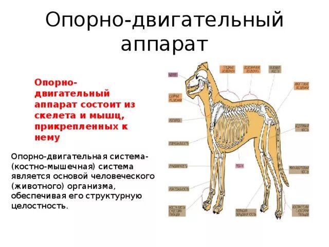 Система органов опорно двигательная система животных функции. Строение опорно-двигательного аппарата млекопитающих. Строение опорно двигательной системы животных. Опорно двигательная система млекопитающих. Опорно двигательная система млекопитающих 7 класс