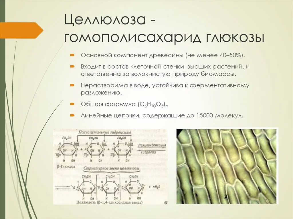 Целлюлоза вода глюкоза. Целлюлоза (клетчатка) входит в состав клеточной стенки. Клеточная стенка растений Целлюлоза. Целлюлозные стенки клеток. Целлюлоза входит в состав клеточных стенок.