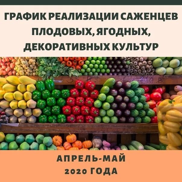 Плодопитомник стерлитамак. Саженцы плодовых и декоративных культур. стерлитамакский плодопитомник. саженцы плодово ягодных и декоративных культур. плодопитомник воронеж.