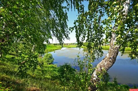 Березовая роща на берегу реки