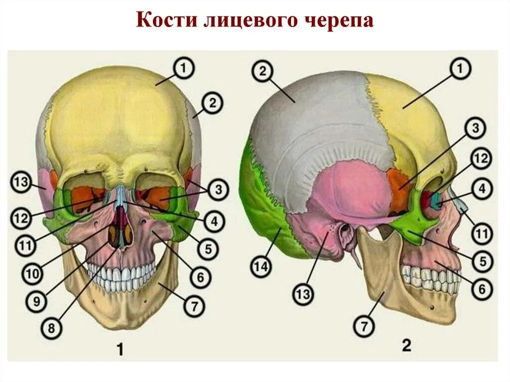 Кости черепа человека. Кости лицевого отдела черепа сбоку. Строение черепа человека анатомия. Строение черепа вид сбоку вид спереди. Череп человека вид спереди по р д синельникову.