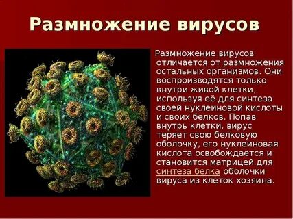 Почему вирусы размножаются только внутри клетки