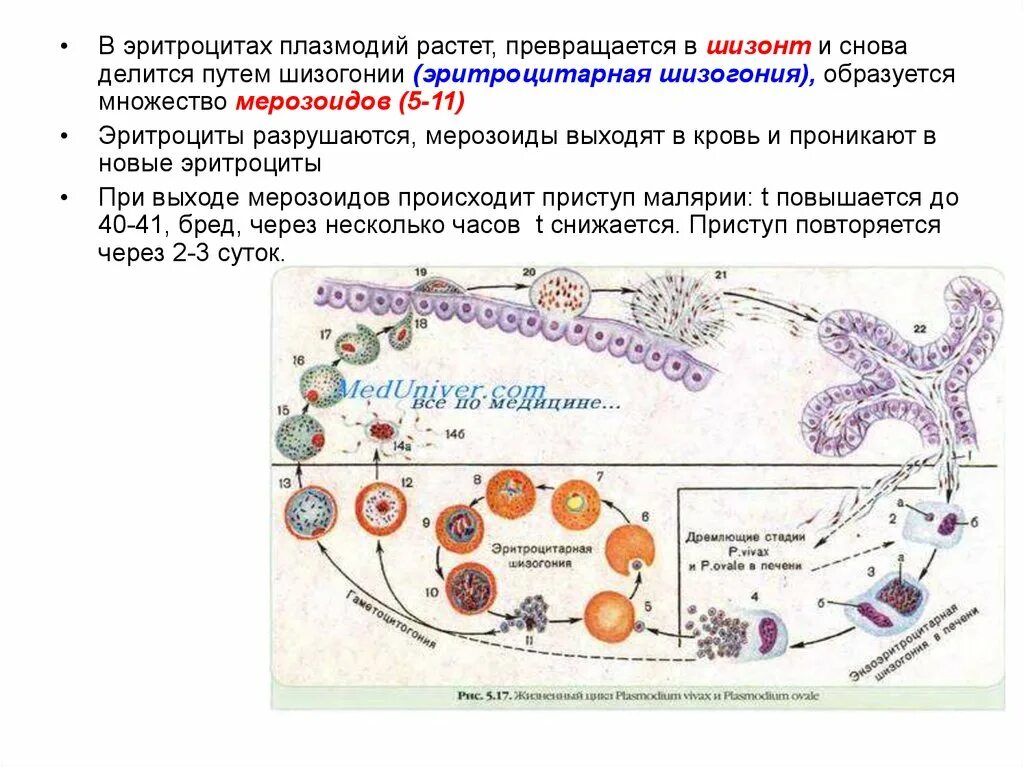 . Класс жгутиковые flagellata. Классификация патогенных простейших. Патогенные простейшие из класса flagellata. Представитель класса flagellata. Шизонт это