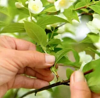 Укоренение жасмина черенками