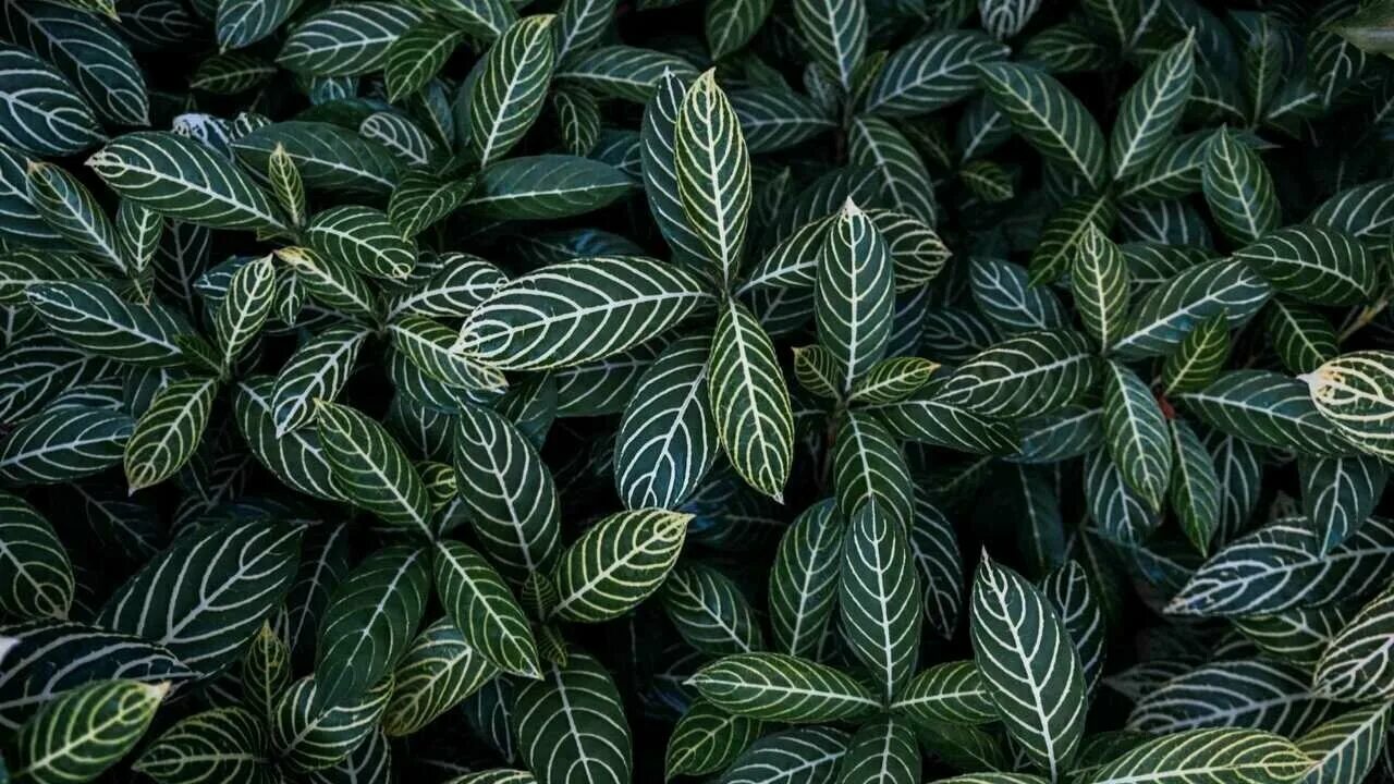 Кустарник с круглыми листьями. Зеленые кусты. Самшит ползучий. Bush leaves. Листья бушу.
