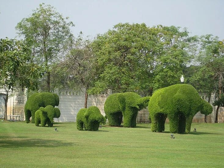 Wonder garden