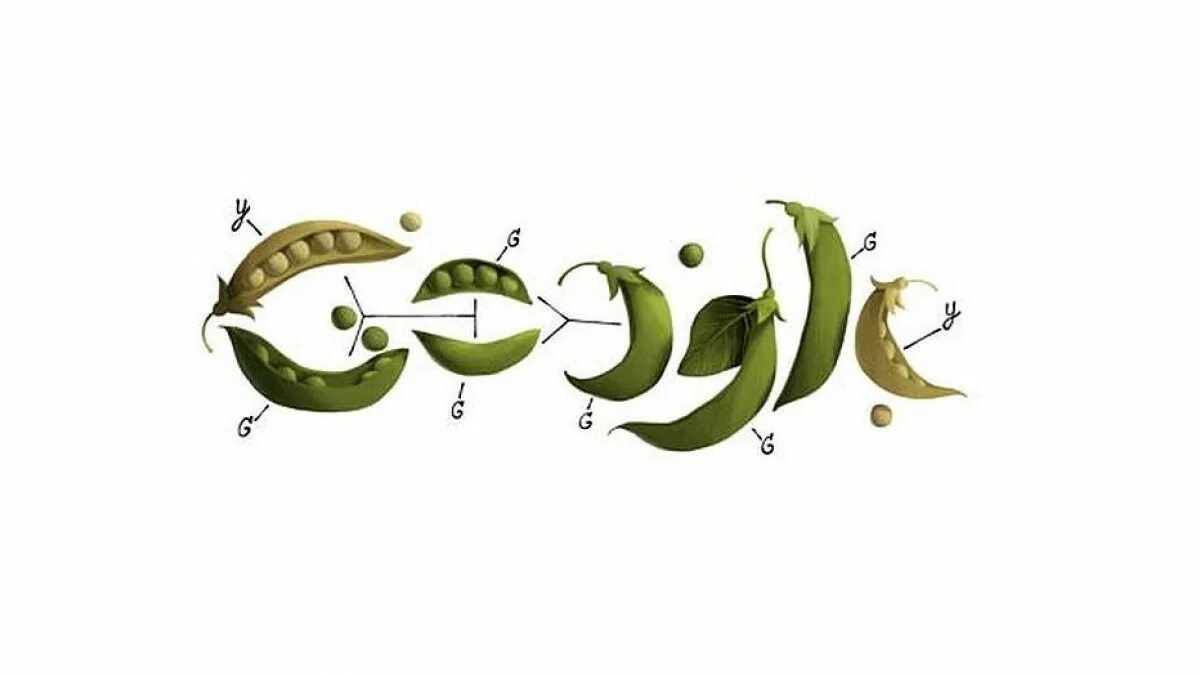 7 признаков гороха менделя. Грегор мендель горох. грегор мендель опыт с горохом. горох мендель генетика. эксперимент менделя с горохом.