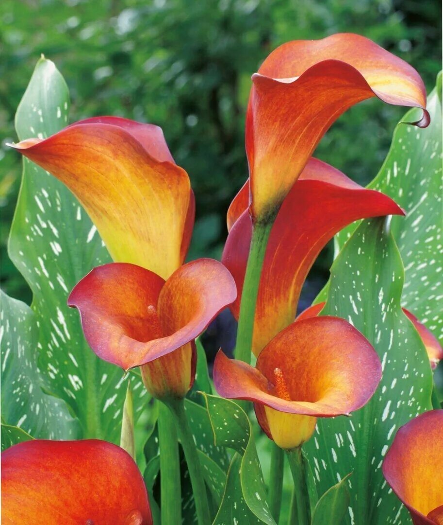 Zantedeschia Flame Калла. Калла Файер дэнсер. Калла Passionfruit. Калла флейм