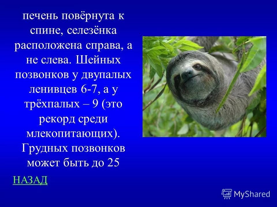 Где обитает ленивец на каком материке. Ленивец доклад. Ленивец это млекопитающее. Сообщение о Ленивце. Ленивец для детей кратко.