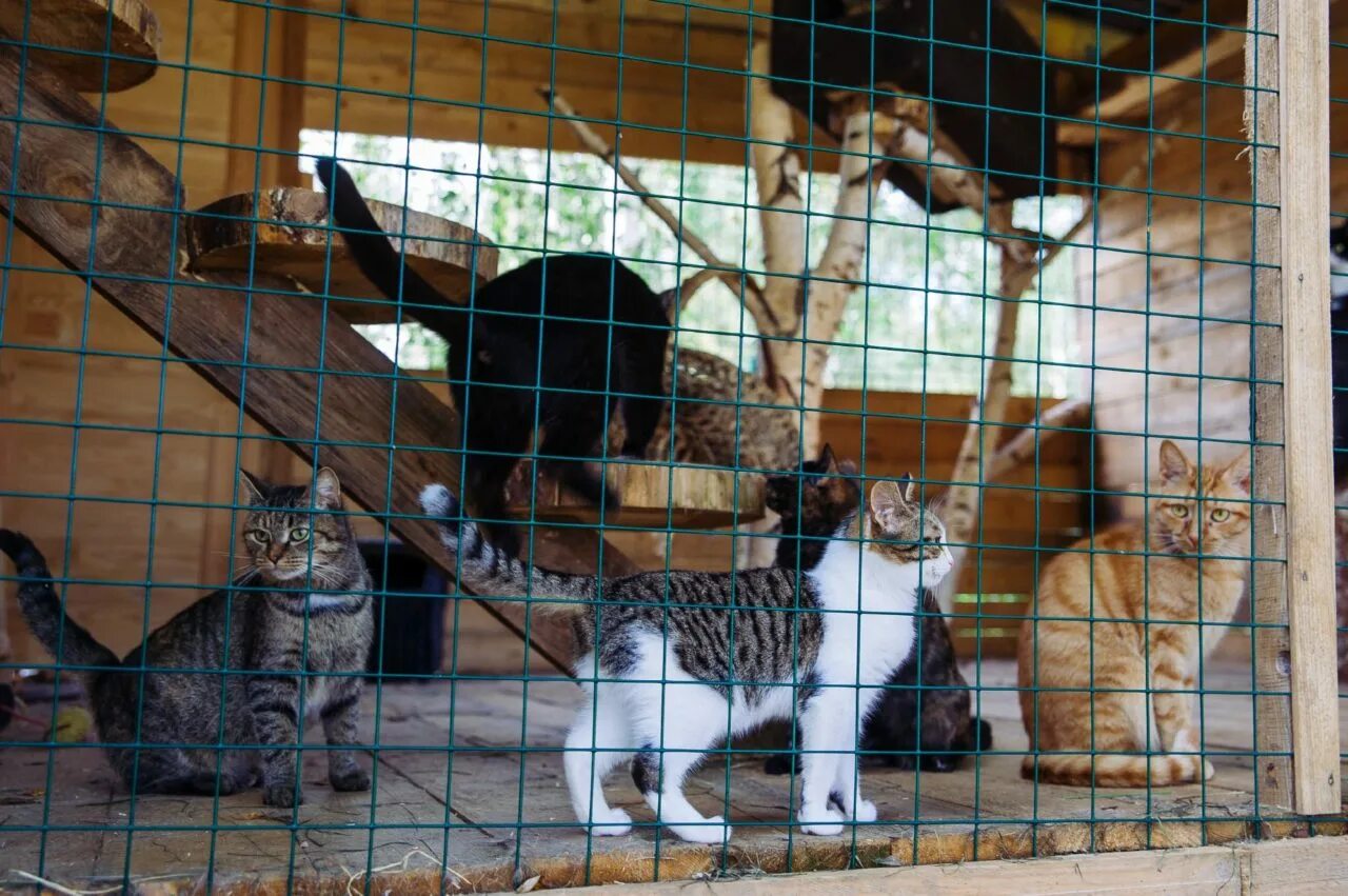 Приют для кошек нижний. Приют Бубасти в Пушкинском районе. Приют для кошек. Большой приют для кошек.