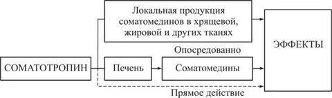Соматомедины авс синтезируются