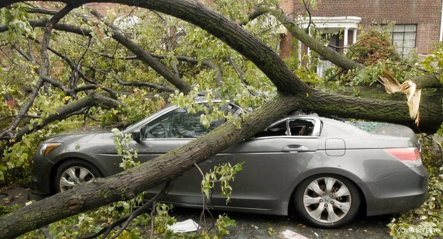 Дерево упало на авто. Машина под деревом. Упавшее дерево на машину. Машина на дереве.