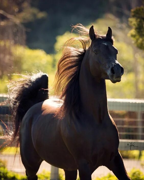 Black Horse Horses, Beautiful horse pictures, Most beautiful horses